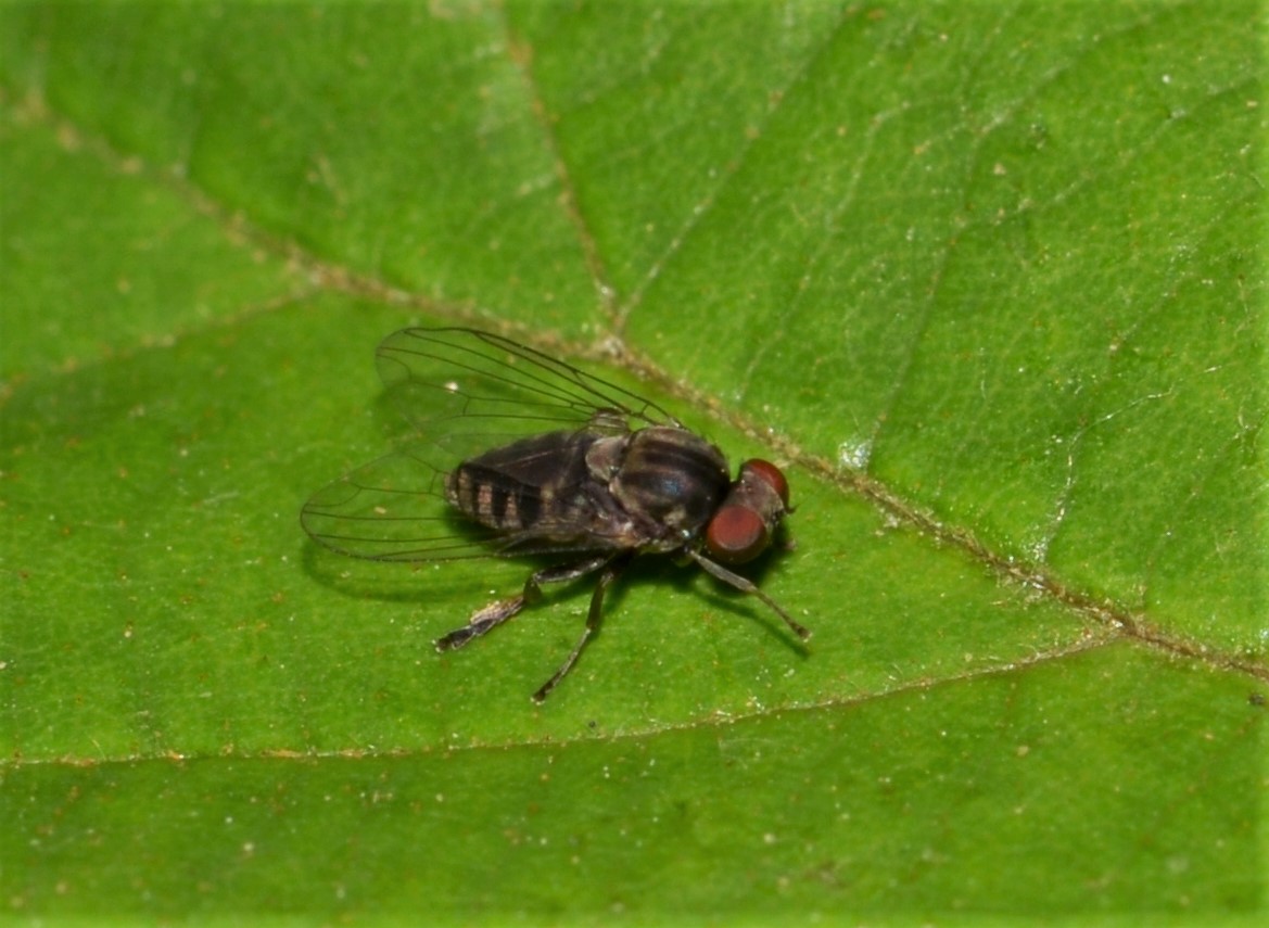 Platypezidae sp.?  S